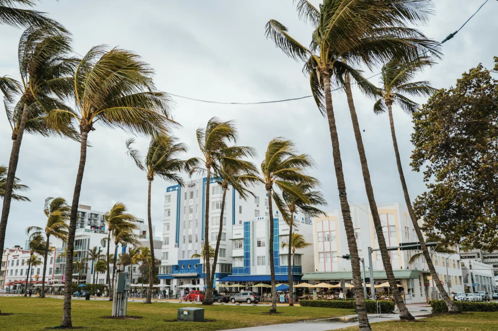 Palmen von Miami Beach