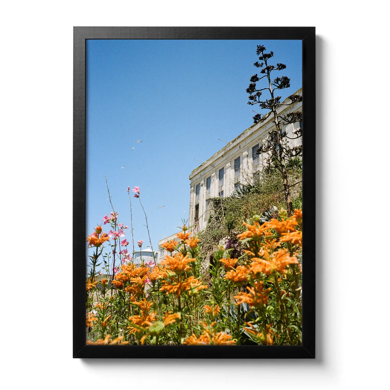 Flowers of Alcatraz Flowers of Alcatraz – Bild 2