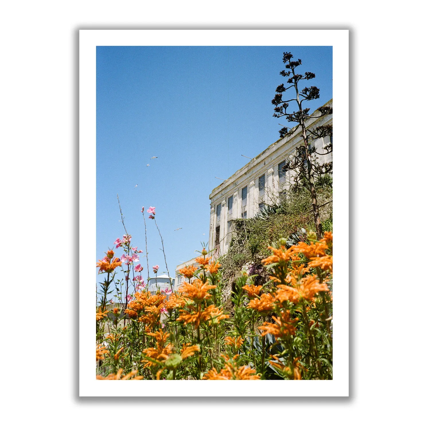 Flowers of Alcatraz Flowers of Alcatraz – Bild 3