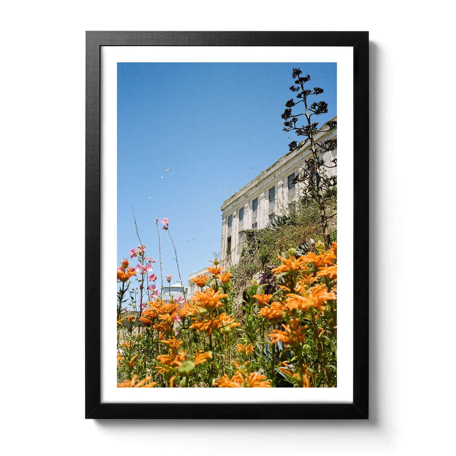 Flowers of Alcatraz Flowers of Alcatraz