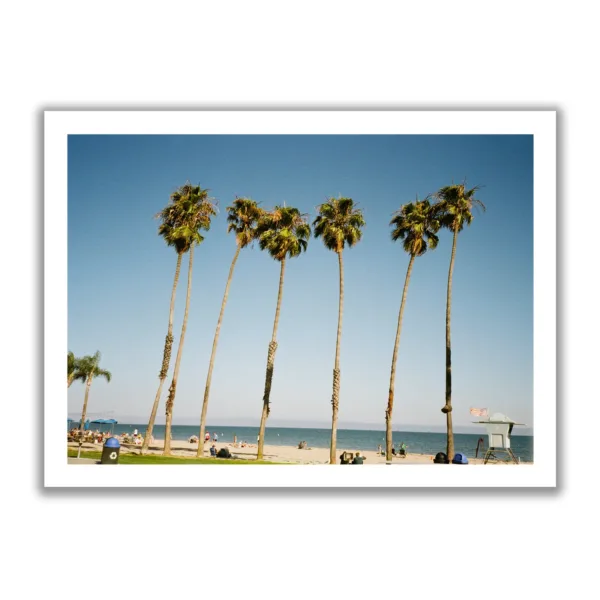 Bildaufnahme von Palmen in Santa Barbara und dahinter der blaue Pazifik und Strand