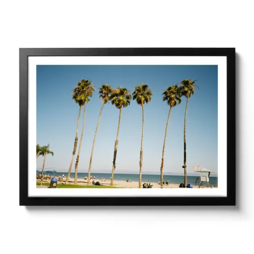 Bildaufnahme von Palmen in Santa Barbara und dahinter der blaue Pazifik und Strand