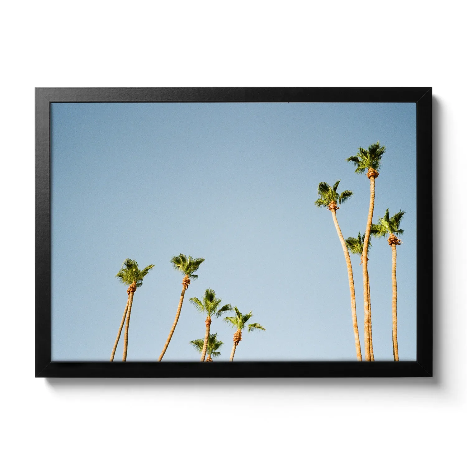Palms of Palm Springs Bildaufnahmen von Palmen die in die Höhe ragen und dahinter der blaue Himmel. Vintage Look.
