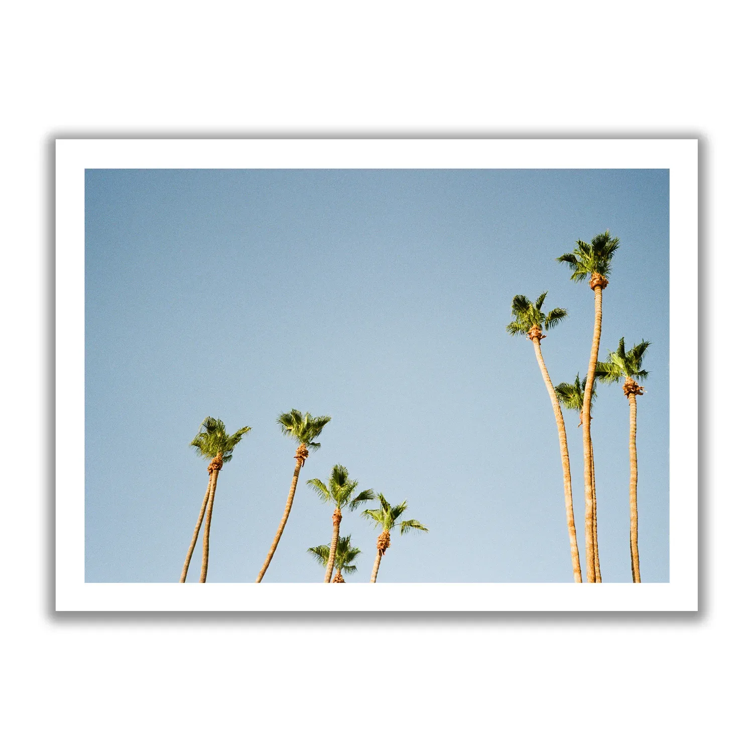 Palms of Palm Springs Bildaufnahmen von Palmen die in die Höhe ragen und dahinter der blaue Himmel. Vintage Look.