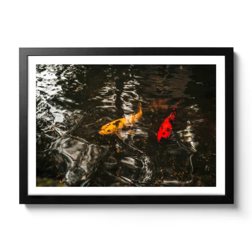 Bildaufnahme von gelben und roten Fischen die im Wasser schwimmen