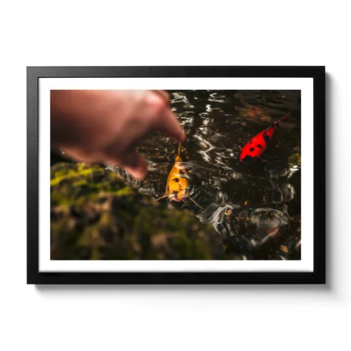 Bildaufnahme von gelben und roten Fischen die im Wasser schwimmen und jemand sie fangen möchte