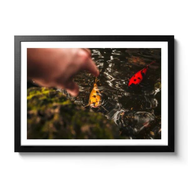 Bildaufnahme von gelben und roten Fischen die im Wasser schwimmen und jemand sie fangen möchte