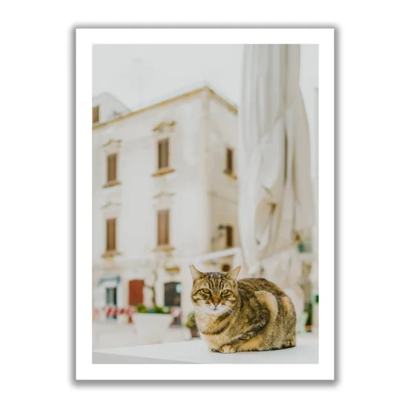 Dreamy Cat - Picture 2
