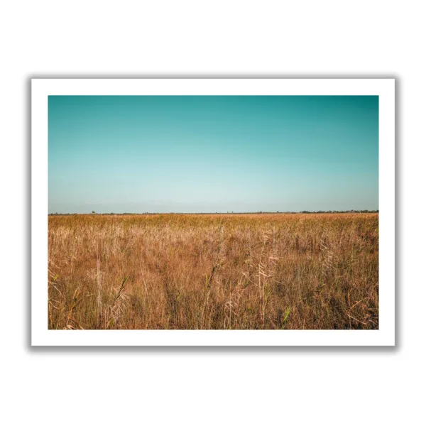 Landscape Bildaufnahme von den Sümpfen der Everglades in Miami. Blauer Himmel und braunes Gestrüpp.