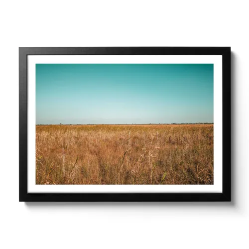 Landscape image of the swamps of the Everglades in Miami. Blue sky and brown undergrowth.