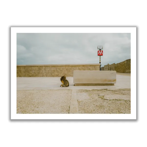 Image of a striped cat looking into the distance with an "M" sign for Metro behind it.