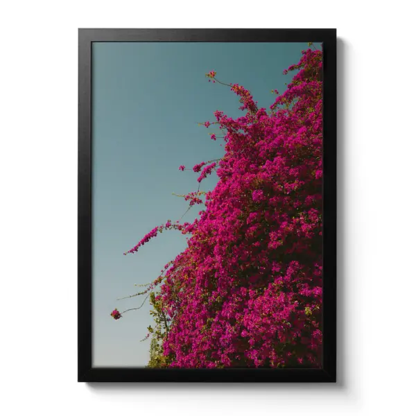 Bougainvillea-Ranken mit kräftig pinken Blüten wachsen vor einem klaren Himmel.