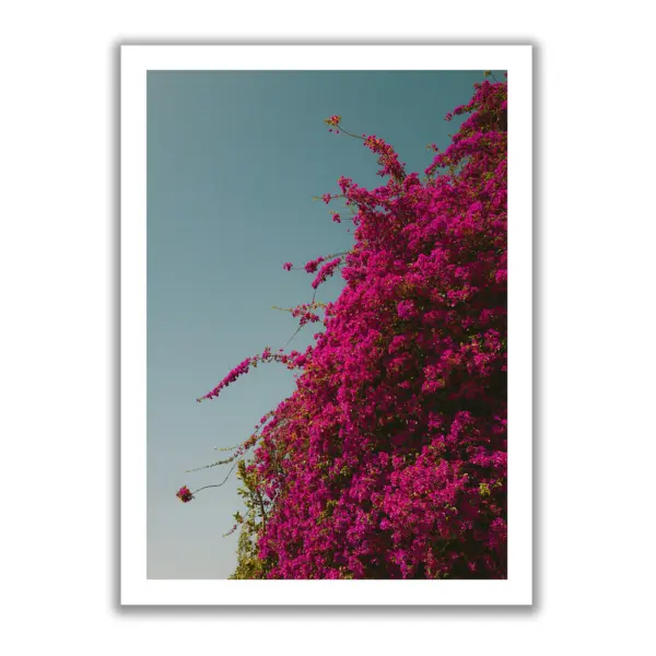Bougainvillea-Ranken mit kräftig pinken Blüten wachsen vor einem klaren Himmel.