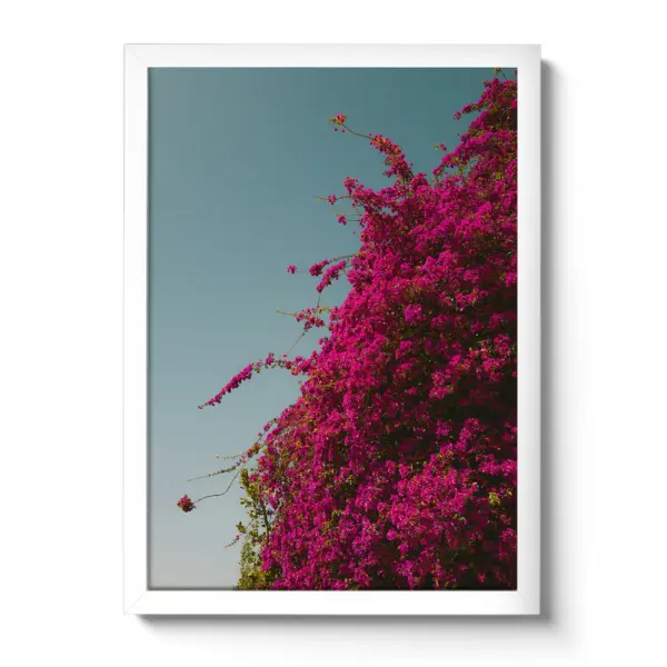 Bougainvillea-Ranken mit kräftig pinken Blüten wachsen vor einem klaren Himmel.