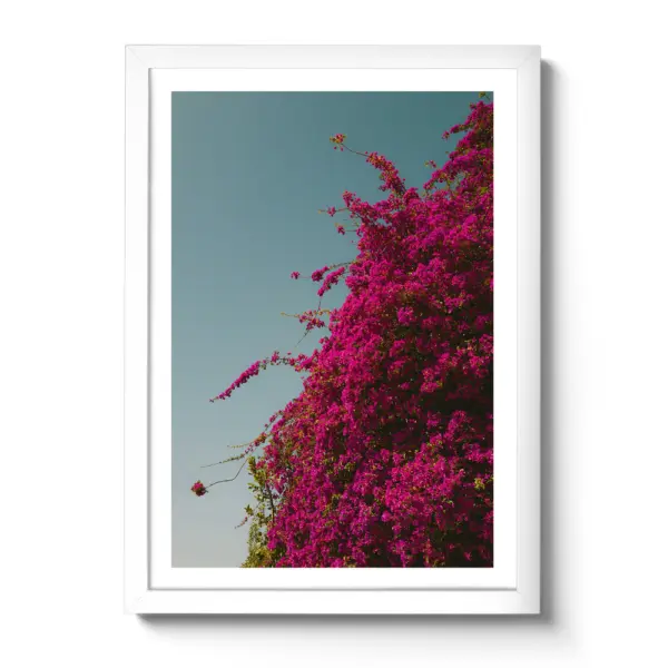 Bougainvillea-Ranken mit kräftig pinken Blüten wachsen vor einem klaren Himmel.